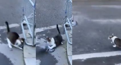 VIDEO: Gato es captado al lanzarse y atrapar a paloma frente al hogar de Boris Johnson