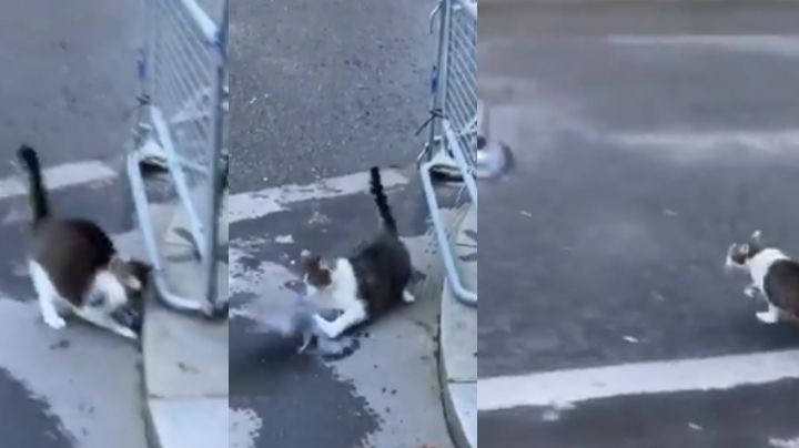 VIDEO: Gato es captado al lanzarse y atrapar a paloma frente al hogar de Boris Johnson
