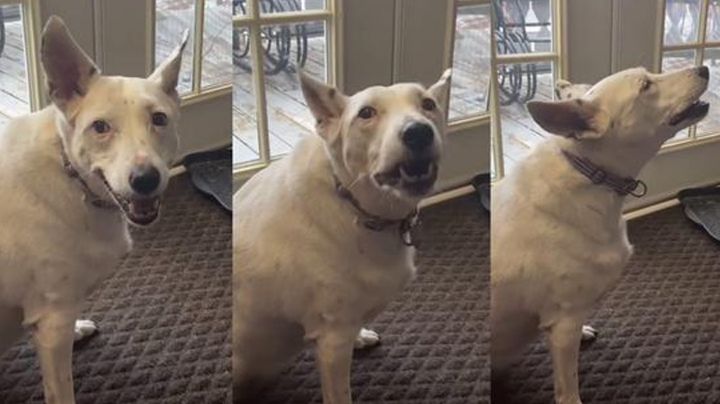 VIDEO: Perrita sorda enternece al aprender a ladrar al observar canes a su alrededor