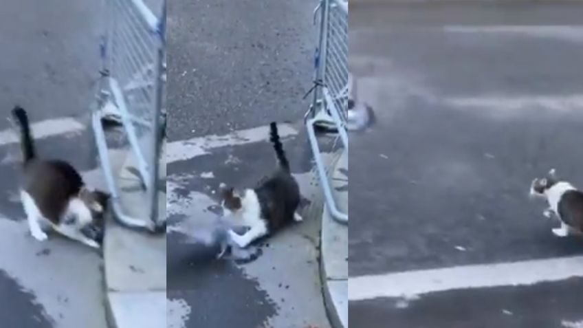 VIDEO: Gato es captado al lanzarse y atrapar a paloma frente al hogar de Boris Johnson