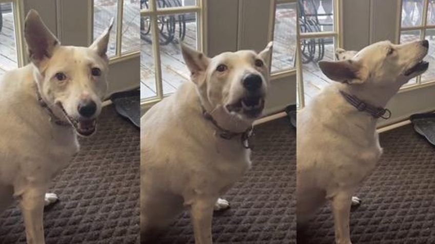 VIDEO: Perrita sorda enternece al aprender a ladrar al observar canes a su alrededor