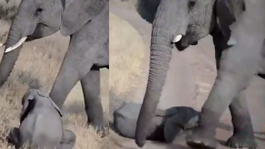 VIDEO: Elefante bebé derrite las redes al hacerle tremendo berrinche a su madre