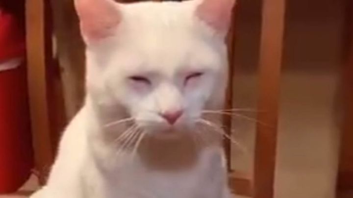 Gato hace reír a todos en Internet al llorar por la cebolla que partía su dueña en la cocina