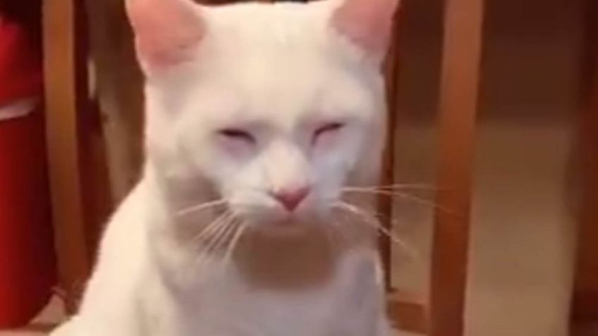 Gato hace reír a todos en Internet al llorar por la cebolla que partía su dueña en la cocina