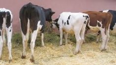 Ganaderos esperan equipatas para auxiliar esa actividad pecuaria