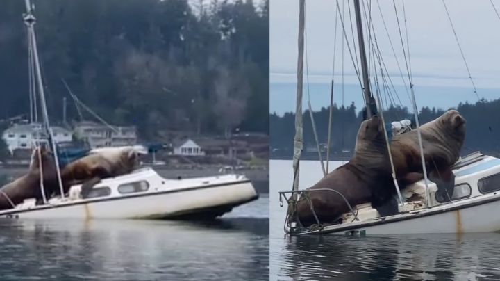 VIDEO: Dos lobos marinos causan furor al 'robarse' una lancha en Eld Inlet