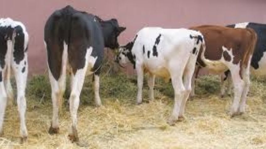 Ganaderos esperan equipatas para auxiliar esa actividad pecuaria