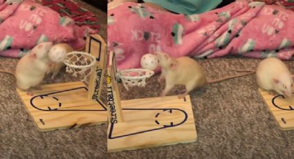 VIDEO: Como unas profesionales, dos ratas juegan basquetbol y redes enloquecen