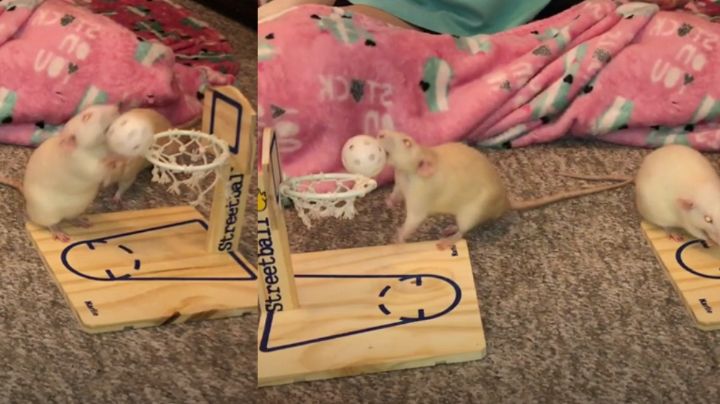 VIDEO: Como unas profesionales, dos ratas juegan basquetbol y redes enloquecen