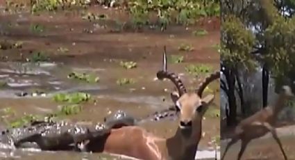 VIDEO: Impala impresiona al lograr salvarse de las fauces de dos enormes cocodrilos