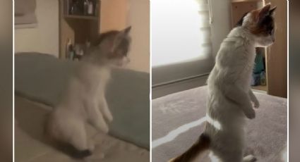 VIDEO: Gatito se pone de pie como humano y enternece a millones en las redes sociales