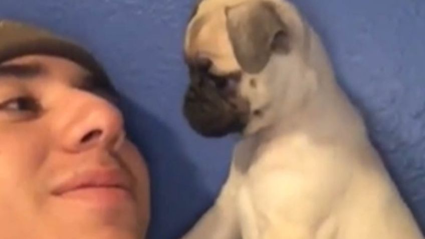 VIDEO: Cachorro causa ternura a internautas por buscar pleito contra su dueño