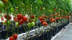 Cosechas de hortalizas siguen sin despuntar en mercado local de Navojoa