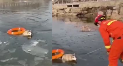 VIDEO: Husky es recatado por bomberos de un lago congelado y se vuelve viral en redes