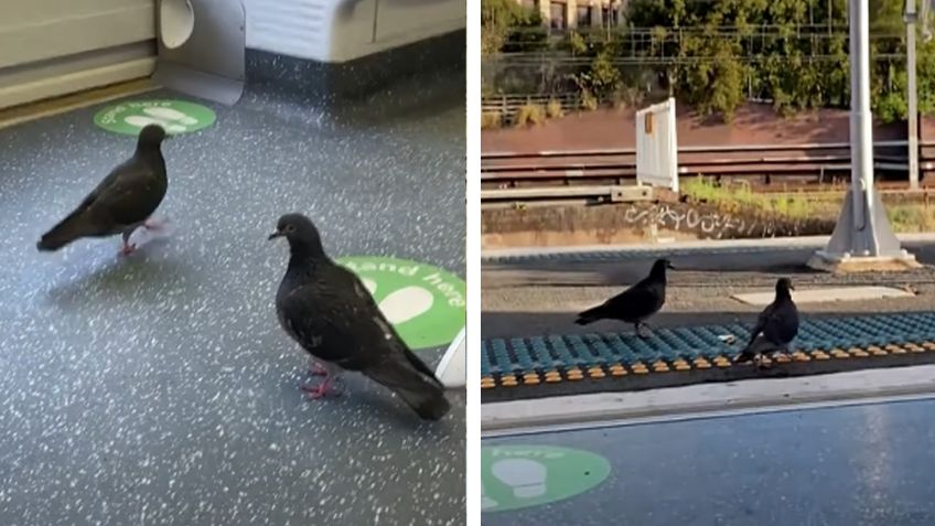 VIDEO: Palomas se viralizan en redes al viajar en el transporte público de Sídney