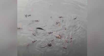 VIDEO: Hombre alimenta grupo hambriento de caimanes con pan y se vuelve viral su reacción