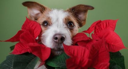 ¡Peligro! La flor de Nochebuena puede perjudicar gravemente la salud de tus mascotas