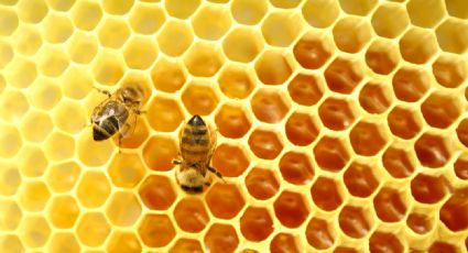 Se incrementan reportes a Bomberos por ataques de abejas en Etchojoa; piden no molestarlas