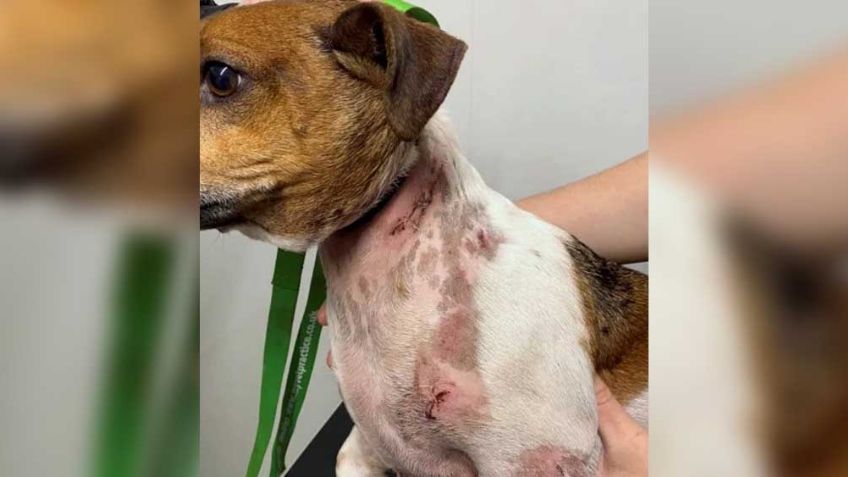 Hombre pierde un diente al defender a sus perros de feroz rottweiler