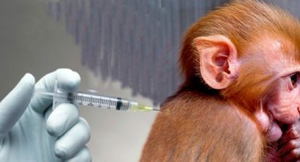 Vacuna contra el Covid-19 es probada exitosamente en monos: Universidad de Oxford
