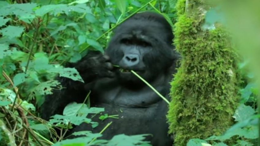 ¡Qué ternura! Por primera vez logran grabar a gorilas mientras comen y 'cantan'