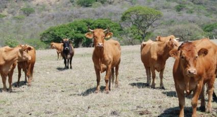 Sector ganadero de Navojoa toma precauciones ante la temporada de calor