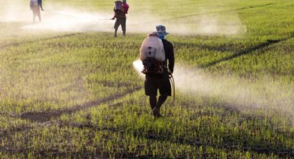 Semarnat y CNA buscan darle solución al tema del glifosato en el agro