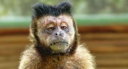 'Kalua', el mono alcohólico que asesinó a una niña pasará su vida encerrado