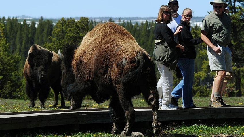Mujer, atacada por un bisonte en el Parque Yellowstone por intentar una selfie