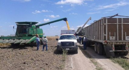 Actividad laboral agrícola de Sonora sufre desplome de 10 por ciento