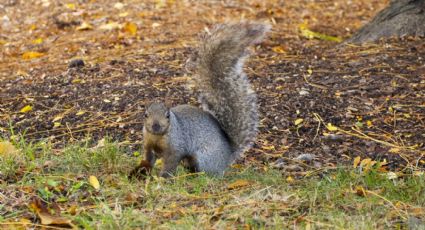 Alerta en EU por una ardilla encontrada en Colorado que contrajo la peste bubónica