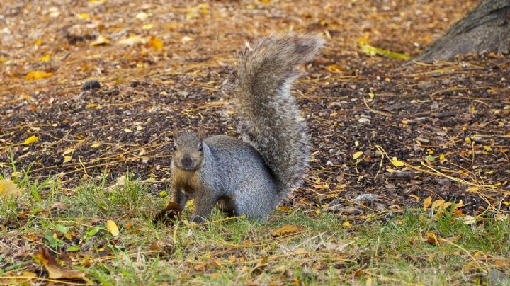 Alerta en EU por una ardilla encontrada en Colorado que contrajo la peste bubónica