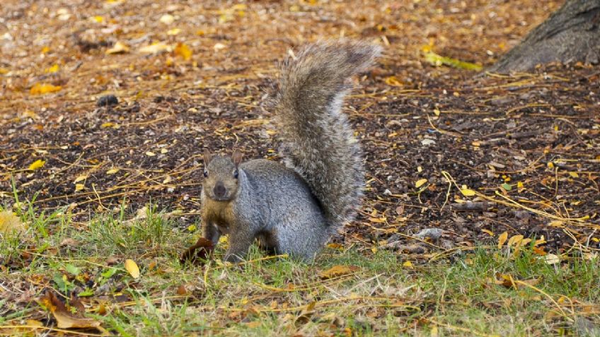 Alerta en EU por una ardilla encontrada en Colorado que contrajo la peste bubónica