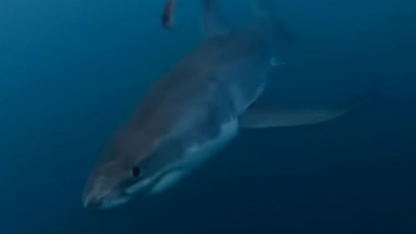 VIDEO: Terrorífico momento en el que un tiburón blanco muerde el bote de dos pescadores
