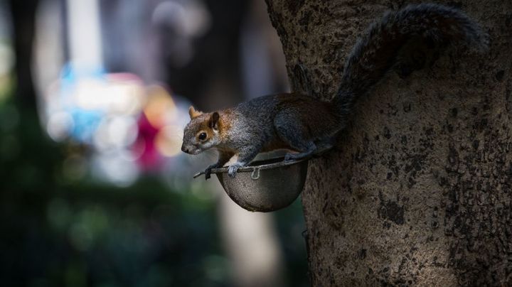 Hombre contrae la peste por ardilla infectada en Colorado; el primer caso en 5 años