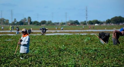 Aphym y Ahifores brindan capacitación a productores hortofutícola