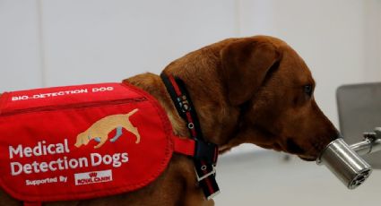 Ayuda Covid-19: Pruebas de detección con olfato canino comienzan a dar resultados