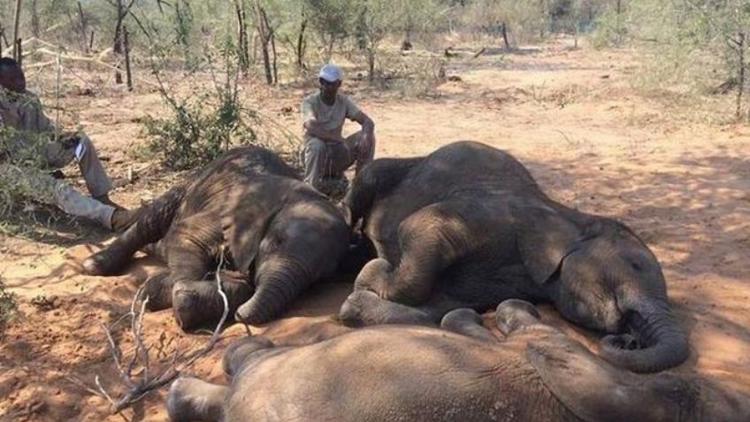 Ya son 22 los elefantes muertos por una presunta bacteria en Zimbabue
