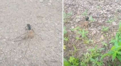 Avispa impacta las redes sociales al arrastrar a una enorme araña cazadora por el campo