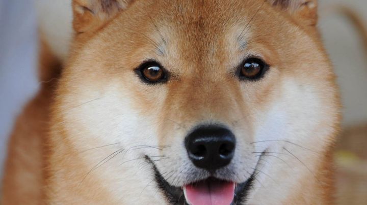 VIDEO: Perro divierte a todo el Internet al imitar el sonido de la alarma de un auto