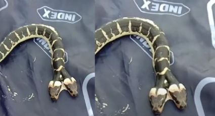 Familia en Tailandia recibe tremendo susto al encontrarse con serpiente de dos cabezas