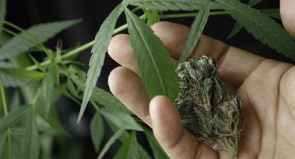 SSA reglamenta uso, venta y producción de cannabis medicinal; se prevé despenalización