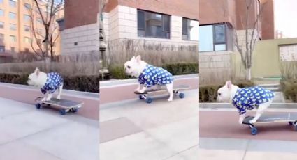 VIDEO: Perrito enternece a las redes sociales al pasear sobre una patineta
