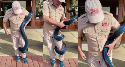 VIDEO: Hombre es envuelto por inmensa serpiente azul y redes sociales enloquecen