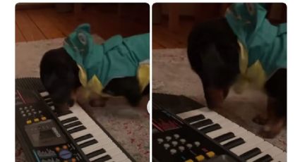 VIDEO: Un perro salchicha conquista las redes tocando el piano y se hace viral en TikTok