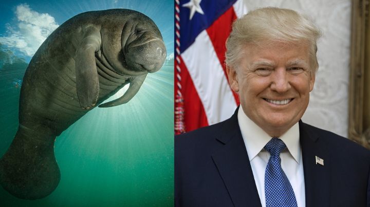 Manatí con el nombre de Trump escrito en su piel causa indignación en redes