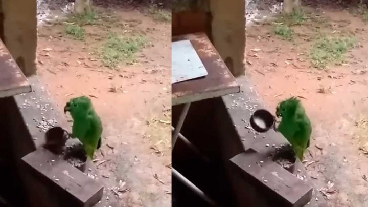 Loro conquista Facebook ante la exigente manera en que pide comida a sus dueños