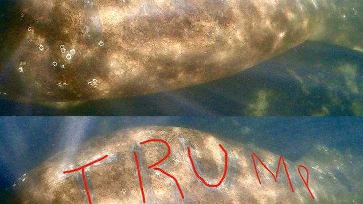 Autoridades de EU buscan a los responsables de tallar "Trump" en la espalda de un manatí