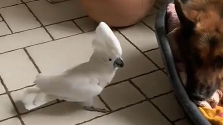 Divertida ave hace reír a millones en Internet al presumir que ladra mejor que un perro