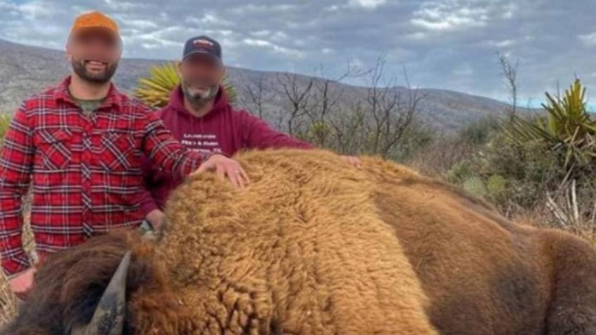 Denuncian caza ilegal de bisonte en Coahuila; fotos causan indignación en redes